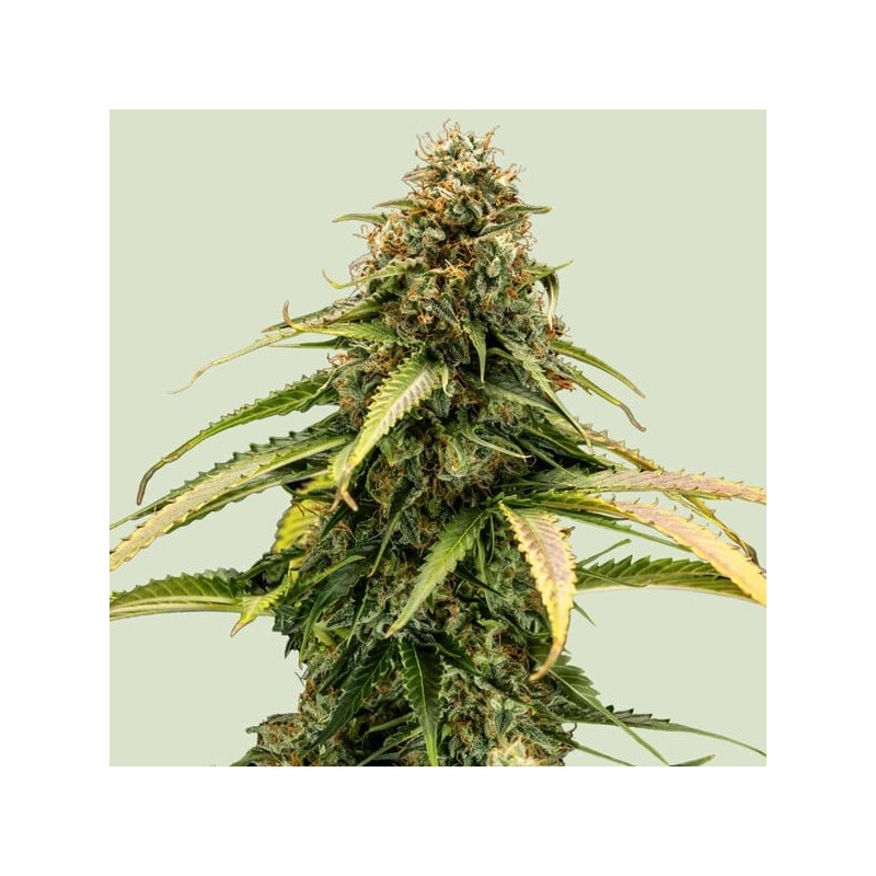 Epsilon F1 Auto semi cannabis Royal Queen Seeds