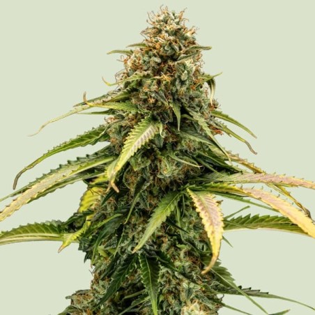 Epsilon F1 Auto semi cannabis Royal Queen Seeds