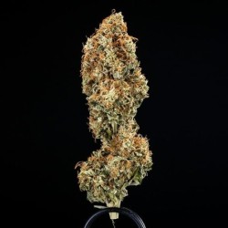 Epsilon F1 Auto semi cannabis Royal Queen Seeds