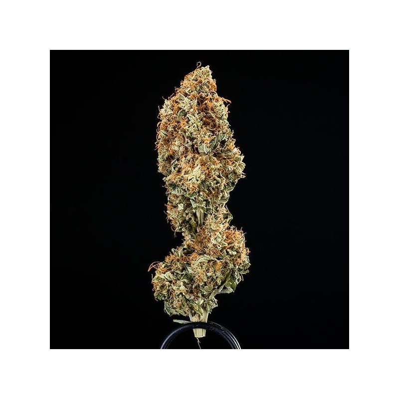 Epsilon F1 Auto semi cannabis Royal Queen Seeds