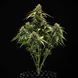 Epsilon F1 Auto semi cannabis Royal Queen Seeds