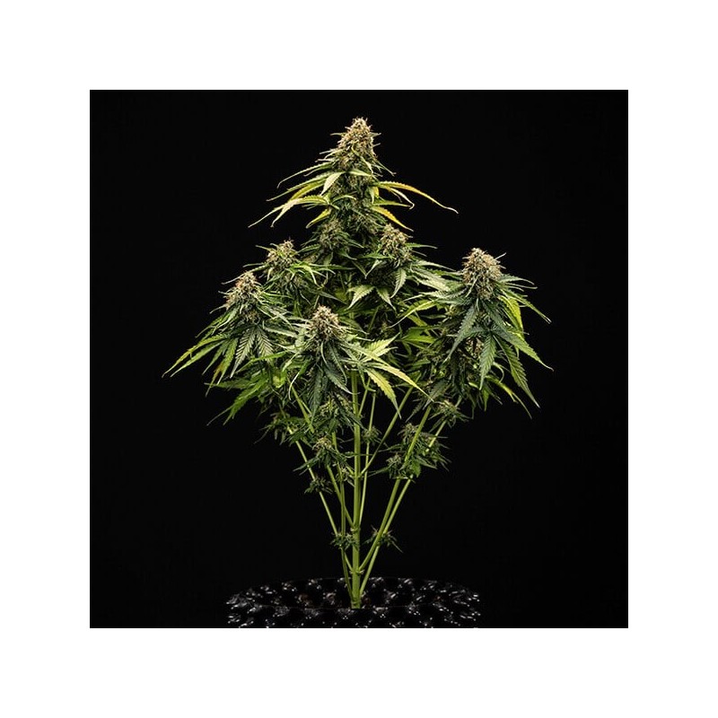 Epsilon F1 Auto semi cannabis Royal Queen Seeds