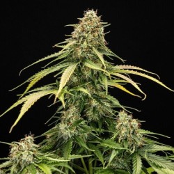 Epsilon F1 Auto semi cannabis Royal Queen Seeds