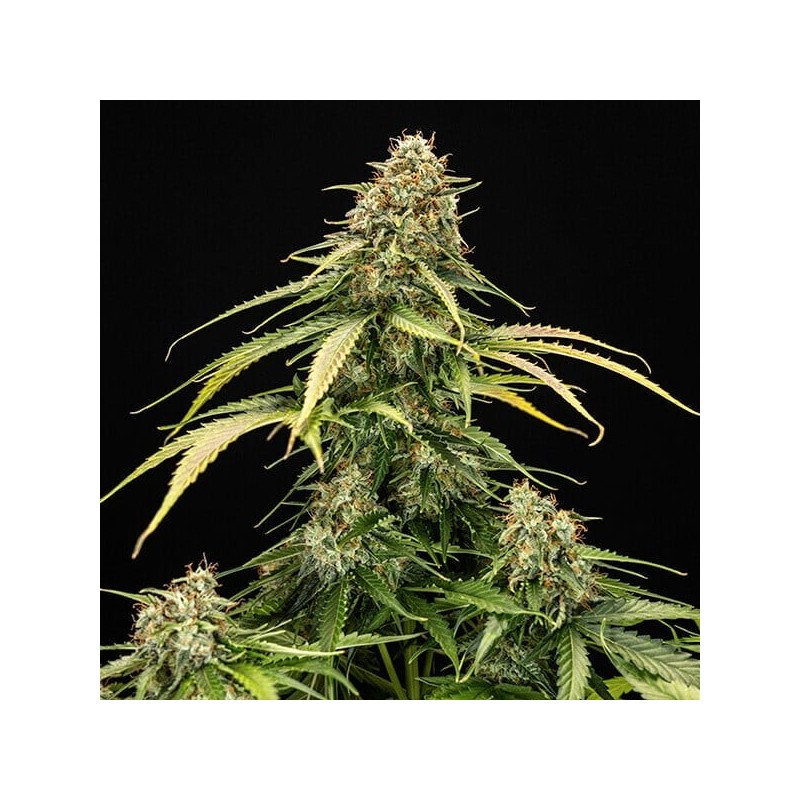 Epsilon F1 Auto semi cannabis Royal Queen Seeds