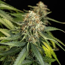 Epsilon F1 Auto semi cannabis Royal Queen Seeds
