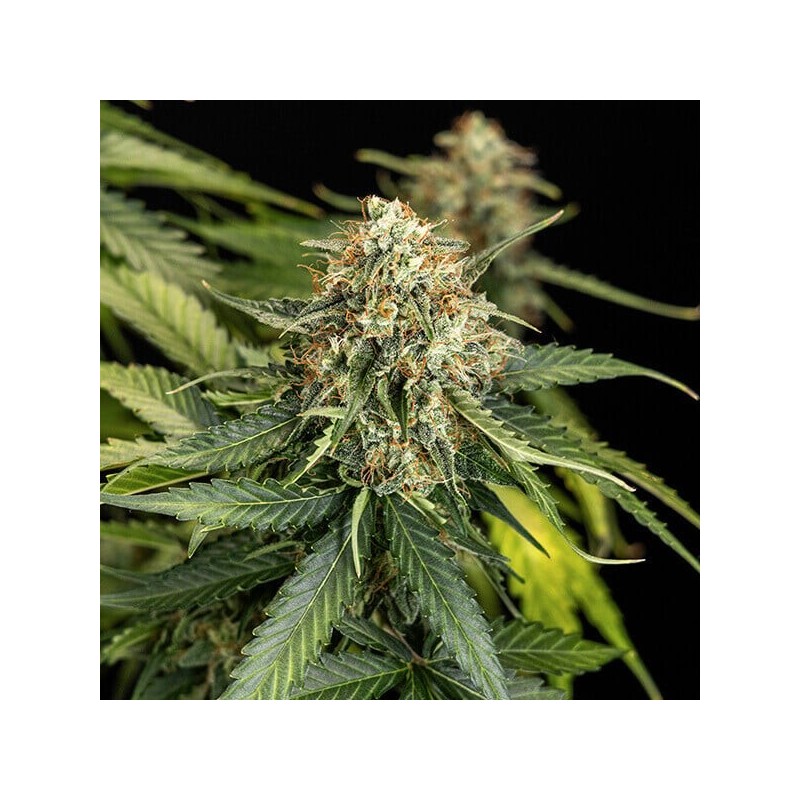 Epsilon F1 Auto semi cannabis Royal Queen Seeds