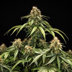 Epsilon F1 Auto semi cannabis Royal Queen Seeds