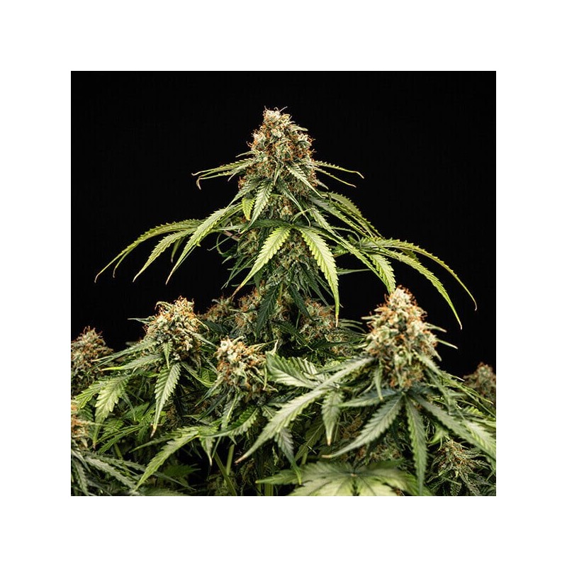 Epsilon F1 Auto semi cannabis Royal Queen Seeds