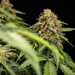 Epsilon F1 Auto semi cannabis Royal Queen Seeds