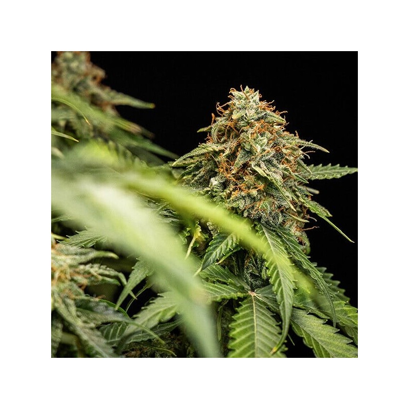 Epsilon F1 Auto semi cannabis Royal Queen Seeds