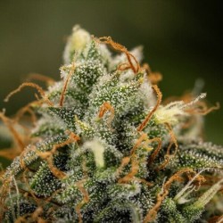 Epsilon F1 Auto semi cannabis Royal Queen Seeds