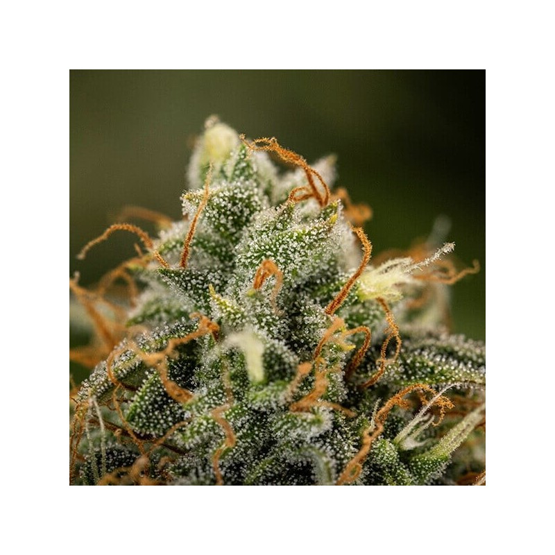 Epsilon F1 Auto semi cannabis Royal Queen Seeds