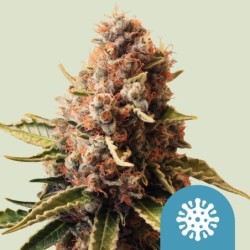 Euphoria CBD semi cannabis Royal Queen Seeds