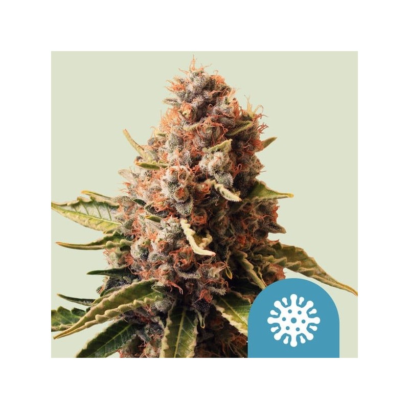 Euphoria CBD semi cannabis Royal Queen Seeds