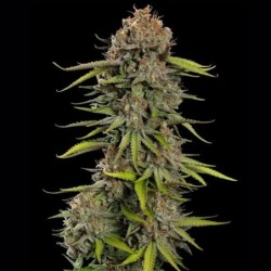 Euphoria CBD semi cannabis Royal Queen Seeds