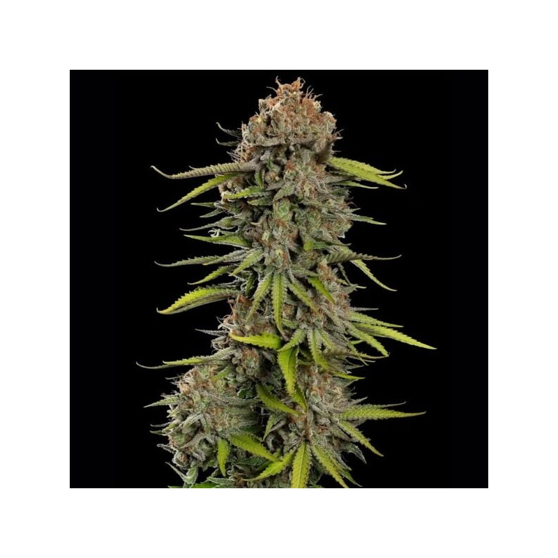 Euphoria CBD semi cannabis Royal Queen Seeds