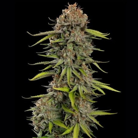 Euphoria CBD semi cannabis Royal Queen Seeds