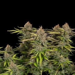 Euphoria CBD semi cannabis Royal Queen Seeds
