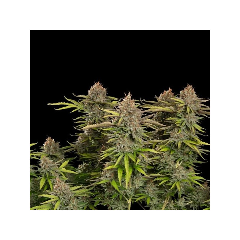 Euphoria CBD semi cannabis Royal Queen Seeds