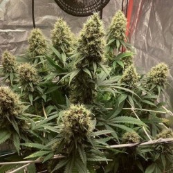 Euphoria CBD semi cannabis Royal Queen Seeds