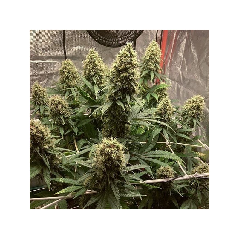 Euphoria CBD semi cannabis Royal Queen Seeds