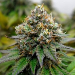 Euphoria CBD semi cannabis Royal Queen Seeds