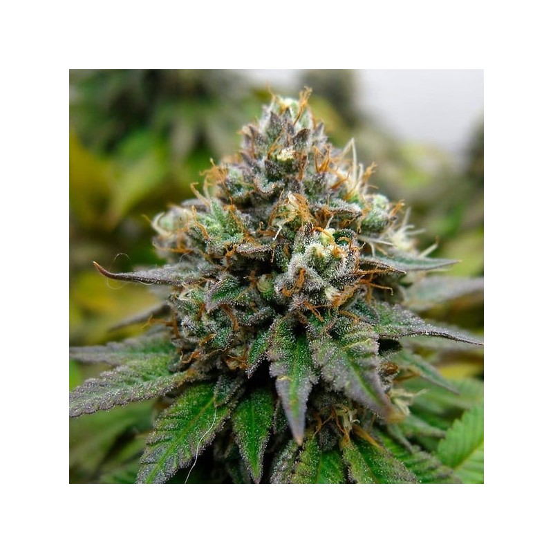 Euphoria CBD semi cannabis Royal Queen Seeds