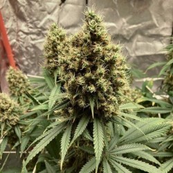 Euphoria CBD semi cannabis Royal Queen Seeds