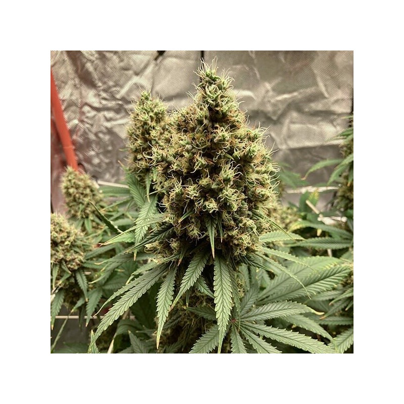 Euphoria CBD semi cannabis Royal Queen Seeds