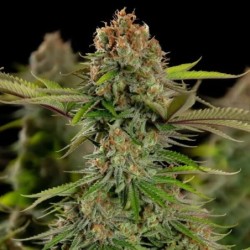 Euphoria CBD semi cannabis Royal Queen Seeds