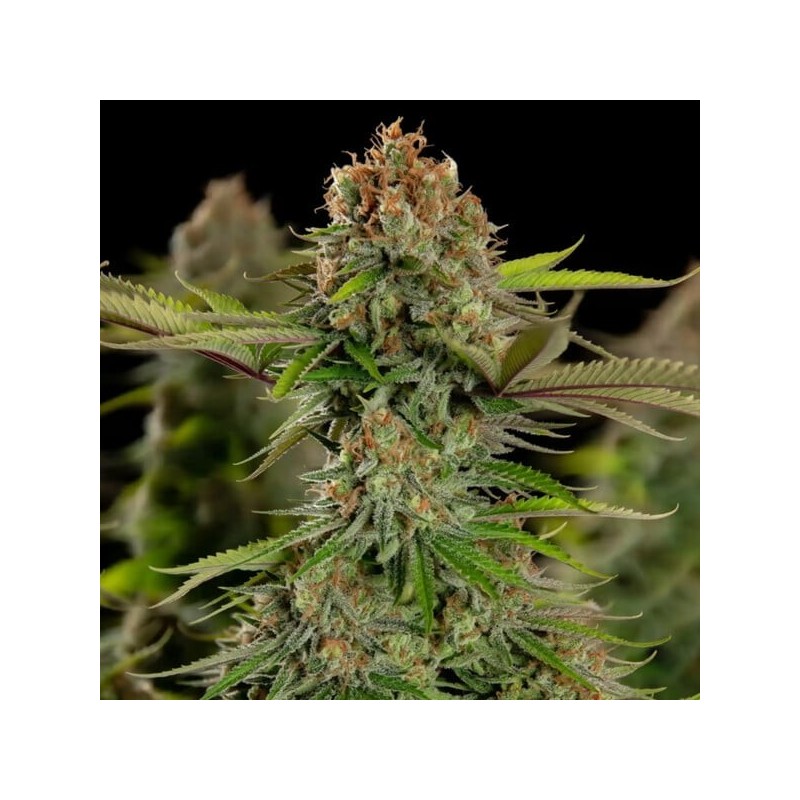 Euphoria CBD semi cannabis Royal Queen Seeds