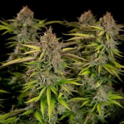 Euphoria CBD semi cannabis Royal Queen Seeds