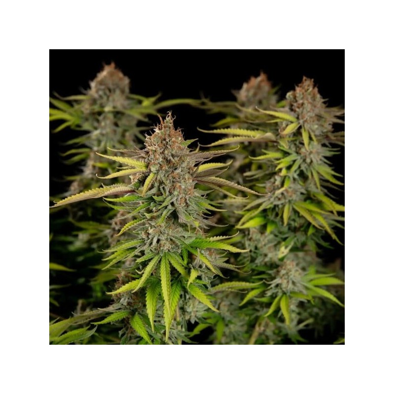 Euphoria CBD semi cannabis Royal Queen Seeds