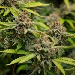 Euphoria CBD semi cannabis Royal Queen Seeds