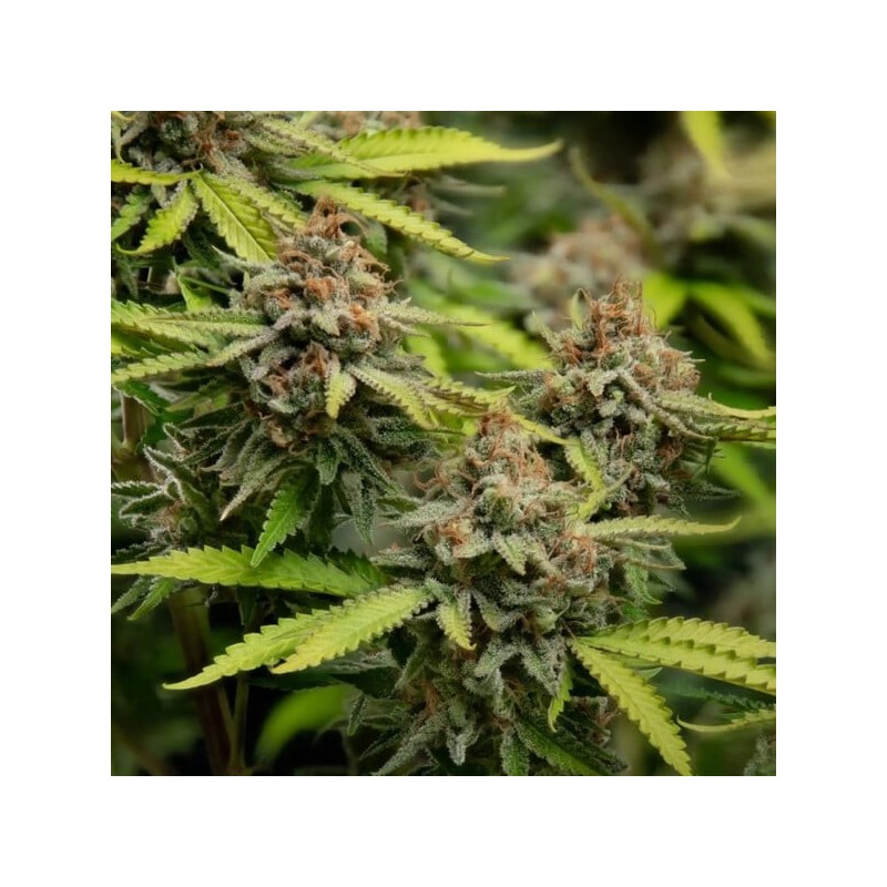 Euphoria CBD semi cannabis Royal Queen Seeds