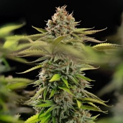 Euphoria CBD semi cannabis Royal Queen Seeds