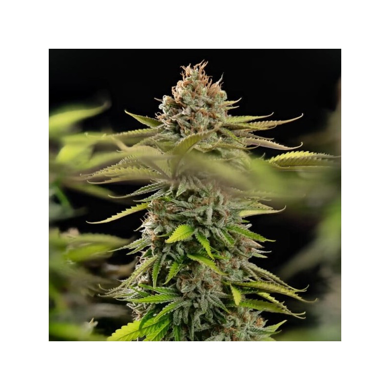 Euphoria CBD semi cannabis Royal Queen Seeds