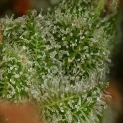 Euphoria CBD semi cannabis Royal Queen Seeds