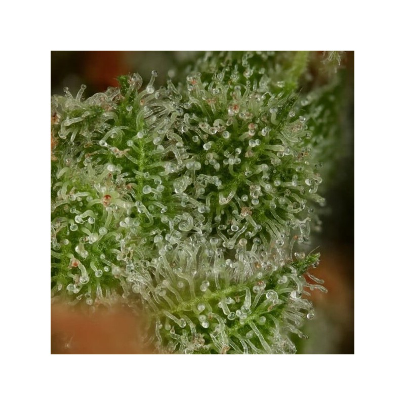 Euphoria CBD semi cannabis Royal Queen Seeds