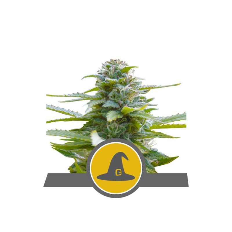 Exotic Witch semi cannabis Royal Queen Seeds