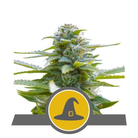 Exotic Witch semi cannabis Royal Queen Seeds