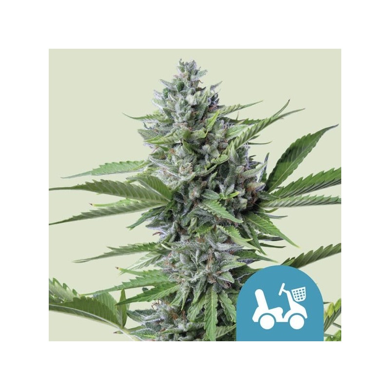 Fast Eddy CBD Auto semi cannabis Royal Queen Seeds