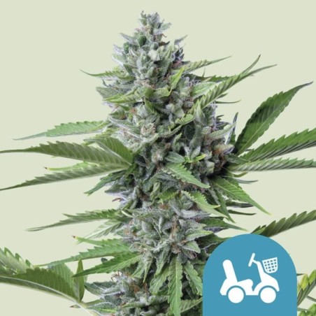 Fast Eddy CBD Auto semi cannabis Royal Queen Seeds