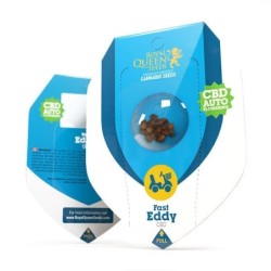 Fast Eddy CBD Auto semi cannabis Royal Queen Seeds