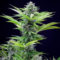 Fast Eddy CBD Auto semi cannabis Royal Queen Seeds