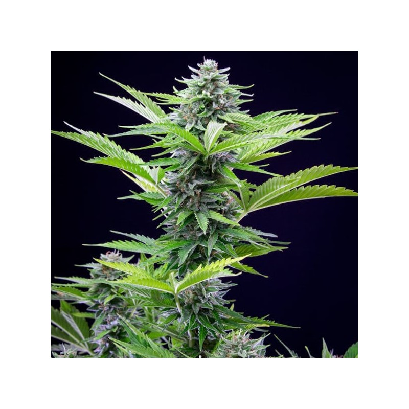 Fast Eddy CBD Auto semi cannabis Royal Queen Seeds