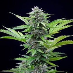 Fast Eddy CBD Auto semi cannabis Royal Queen Seeds