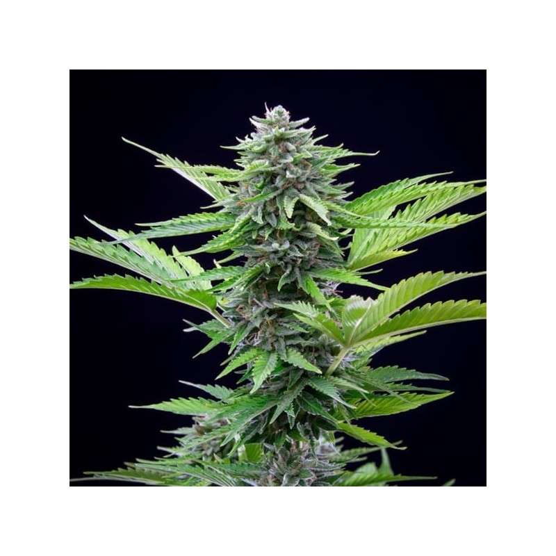 Fast Eddy CBD Auto semi cannabis Royal Queen Seeds
