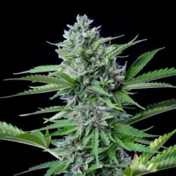 Fast Eddy CBD Auto semi cannabis Royal Queen Seeds
