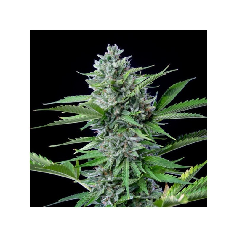 Fast Eddy CBD Auto semi cannabis Royal Queen Seeds